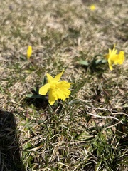 Narcissus minor