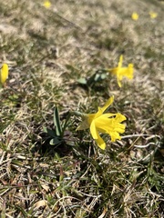 Narcissus minor