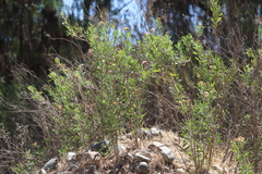 Tessaria absinthioides