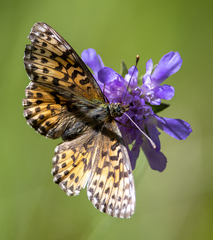 Boloria titania