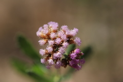 Tessaria absinthioides