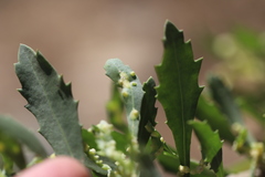 Tessaria absinthioides