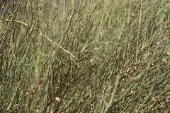 Ephedra