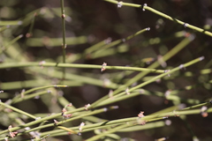 Ephedra