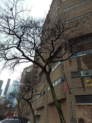 Gleditsia triacanthos