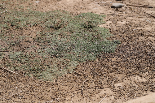 Phyla nodiflora