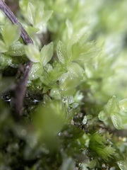 Mnium stellare