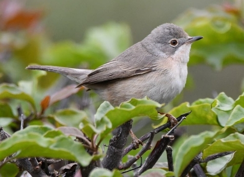 Western Subalpine Warbler