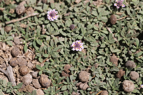 Phyla nodiflora