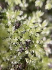 Mnium stellare