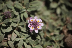 Phyla nodiflora