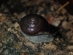 Pommerhelix monacha