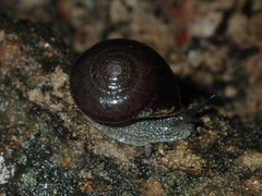 Pommerhelix monacha
