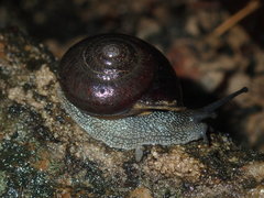 Pommerhelix monacha