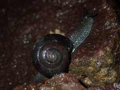 Pommerhelix monacha