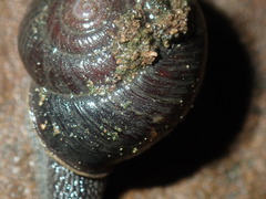 Pommerhelix monacha