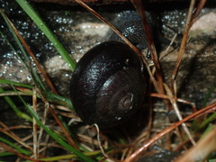Pommerhelix monacha