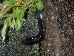 Platydemus victoriae