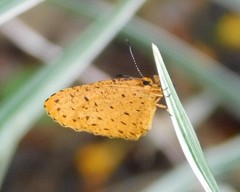 Pentila tropicalis