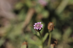 Phyla nodiflora