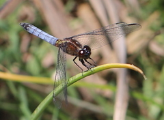 Erythrodiplax connata