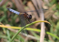 Erythrodiplax connata