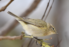 Phylloscopus collybita