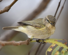 Phylloscopus collybita