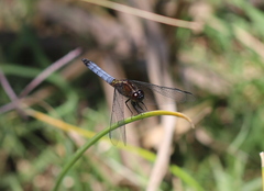 Erythrodiplax connata