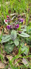 Pulmonaria affinis