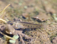 Cnesterodon decemmaculatus
