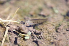 Cnesterodon decemmaculatus
