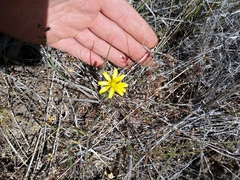 Arnica sororia