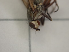 Pherbellia cinerella