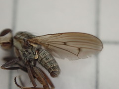 Pherbellia cinerella