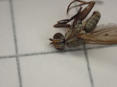 Pherbellia cinerella