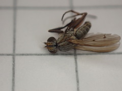 Pherbellia cinerella