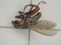 Pherbellia cinerella