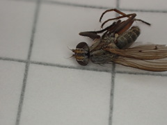 Pherbellia cinerella