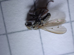 Pherbellia cinerella