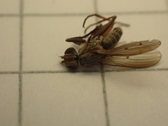 Pherbellia cinerella