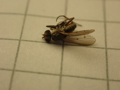 Pherbellia cinerella