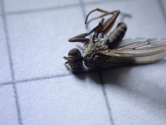 Pherbellia cinerella