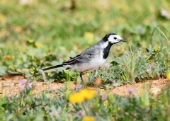 Motacilla alba