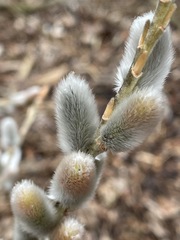 Salix gracilistyla