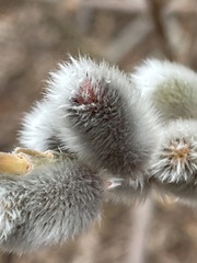 Salix gracilistyla
