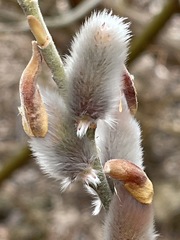 Salix gracilistyla