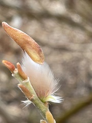 Salix gracilistyla