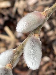 Salix gracilistyla