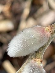 Salix gracilistyla